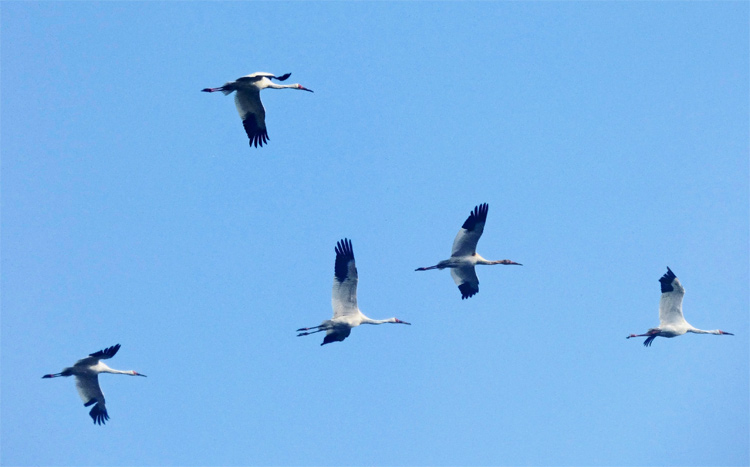 Siberian Cranes