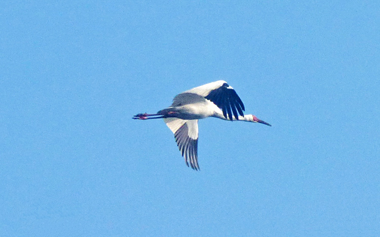 Siberian Crane