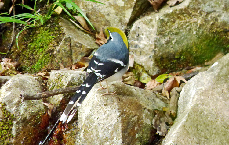 Slaty-backed Forktail