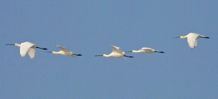 Eurasian Spoonbills
