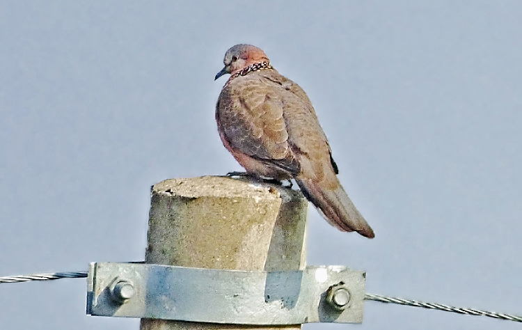 Spotted Dove