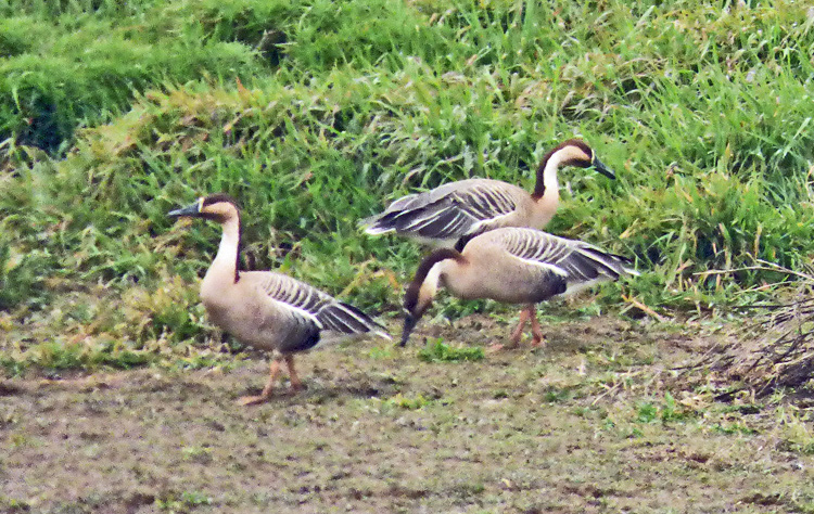 Swan Goose