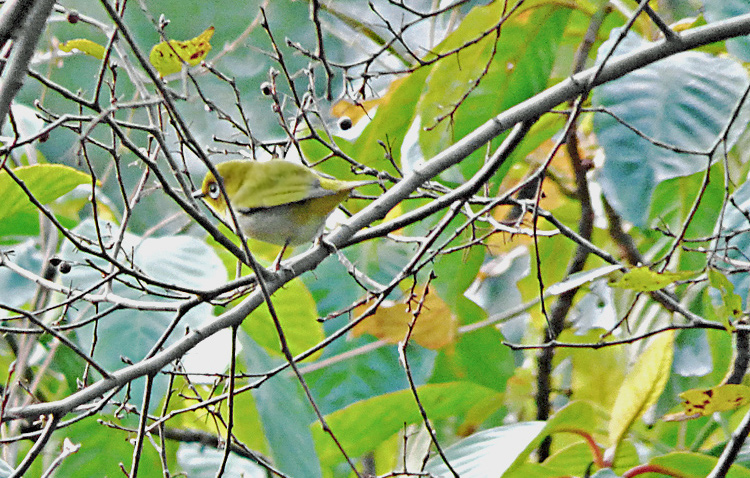 Japanese White-eye
