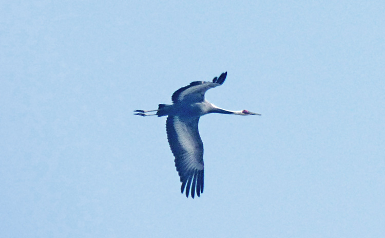 White-naped Crane