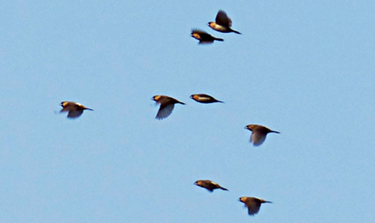 White-rumped Munias