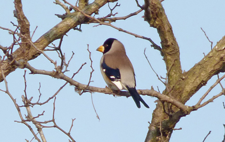 Yellow-billed Grosbeak