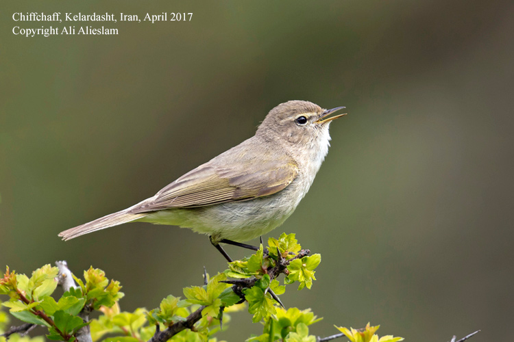 Chiffchaff, probably menzbieri, Elborz Mountains, Iran. Ali Alieslam.