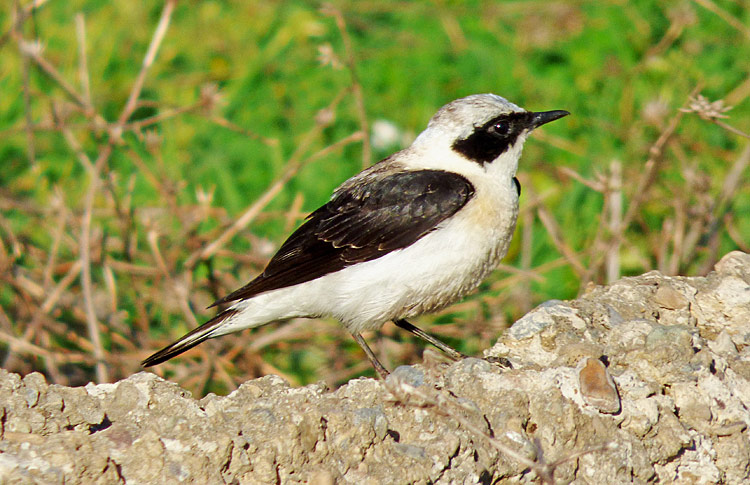 Black-eared Wheatear, Iran, April 2017
