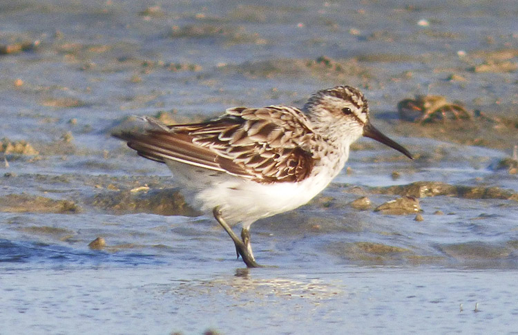 Broad-billed Sandpiper, Iran. April 2017