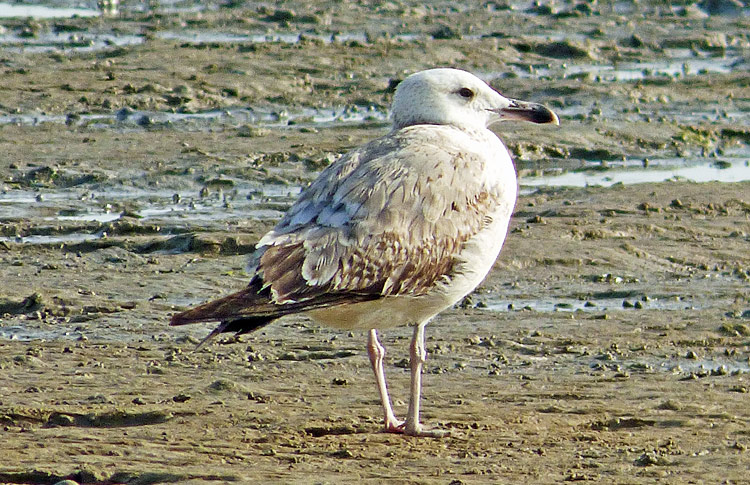 Caspian Gull, 2cy, Iran. April 2017