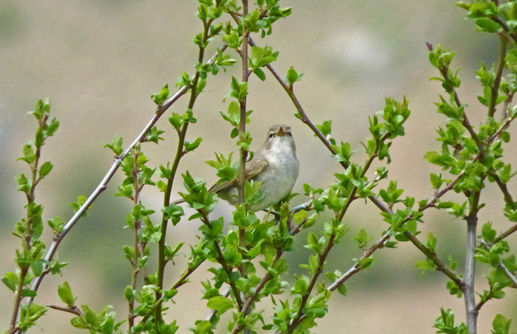 Chiffchaff, probable menzbieri, Iran, April 2017