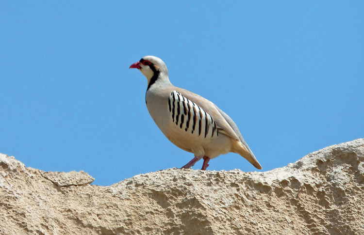 Chukar, Iran. April 2017