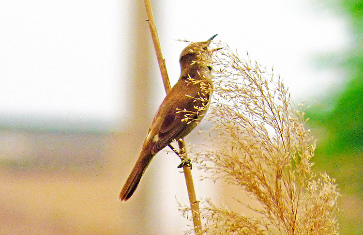 Clamorous Reed Warbler, Iran. April 2017