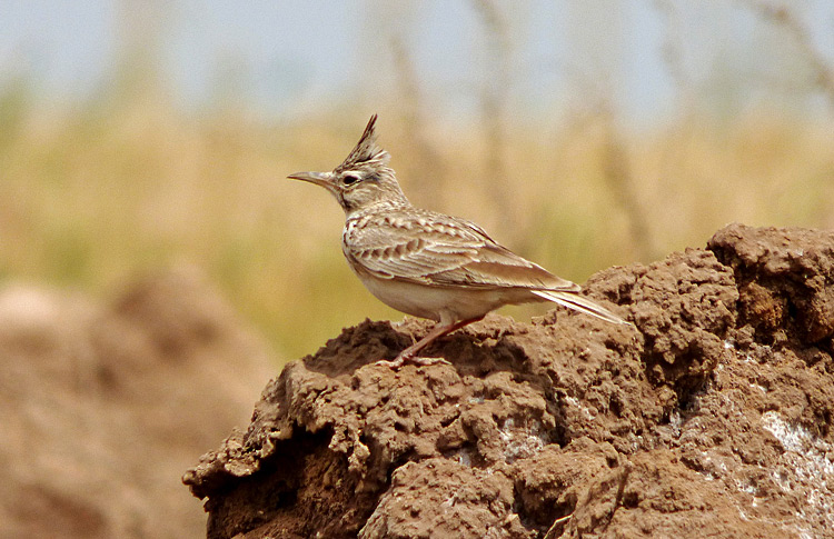 Crested Lark, Iran. April 2017