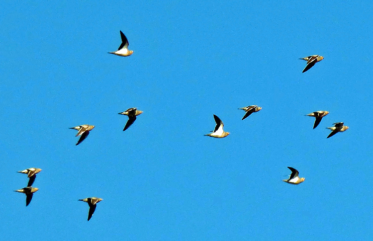 Crowned Sandgrouse, Iran. April 2017