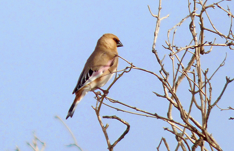 Desert Finch, Iran. April 2017