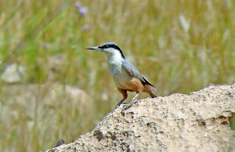 Eastern Rock Nuthatch, Iran. April 2017