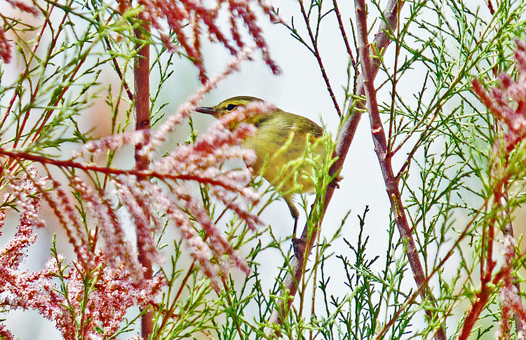 Green Warbler, Iran. April 2017