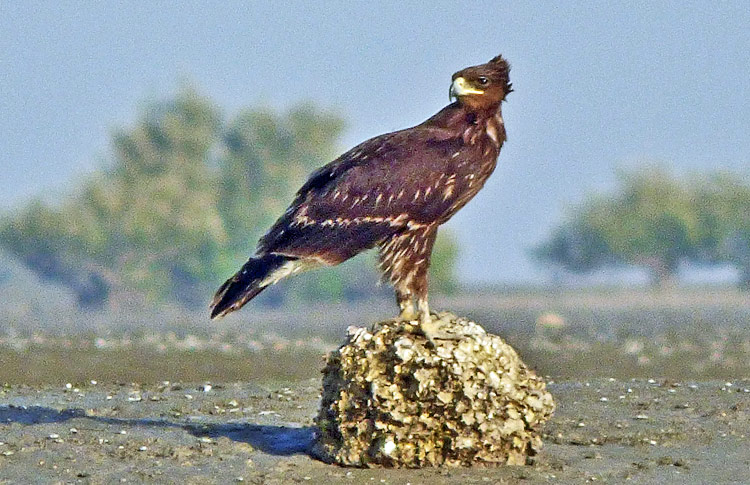 Great Spotted Eagle, Iran. April 2017
