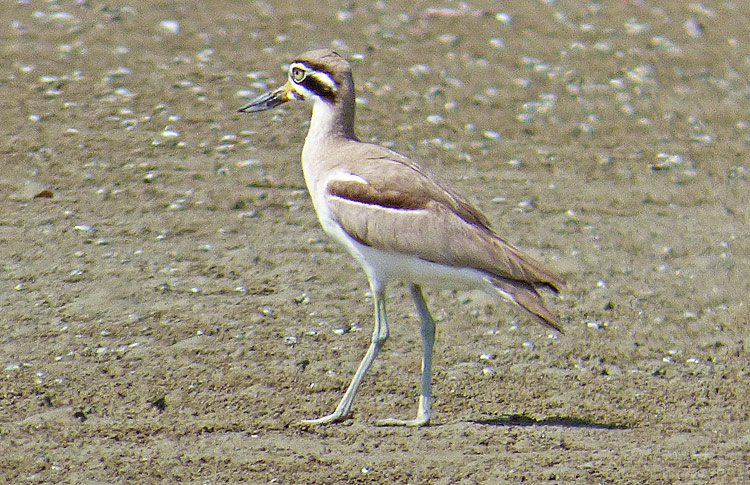 Great Thick-knee, Iran. April 2017