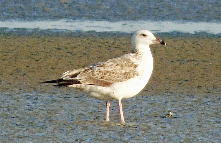 Heuglin's Gull, 2cy, Iran. April 2017