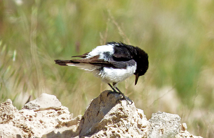 Hume's Wheatear, Iran. April 2017