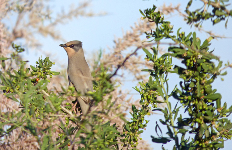 Grey Hypocolius, Iran. April 2017
