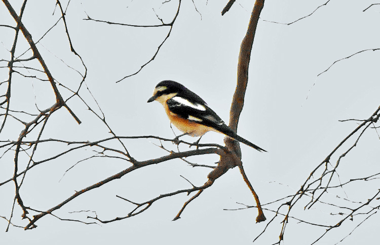 Masked Shrike, Iran. April 2017