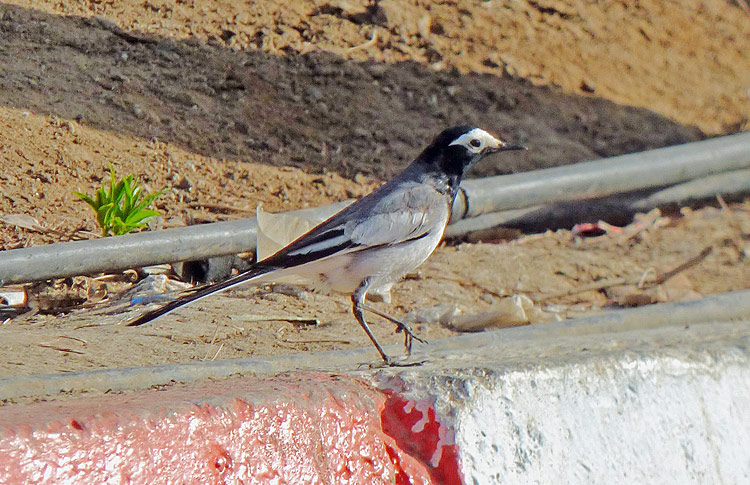 Masked Wagtail, Iran. April 2017