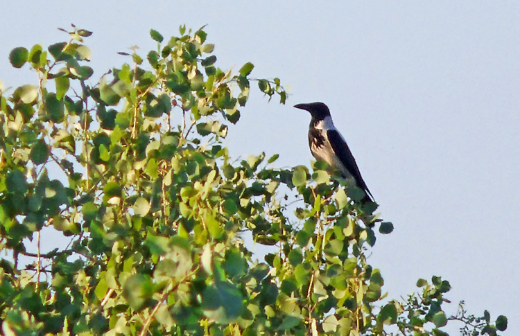 Mesopotamian Crow, Iran. April 2017