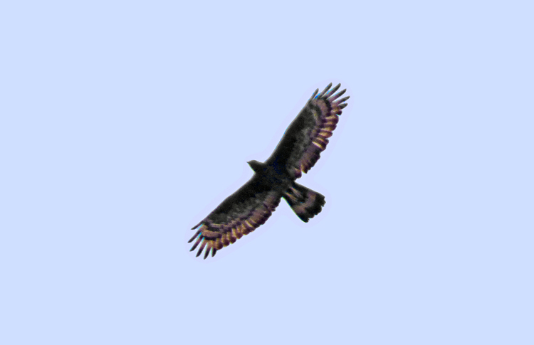 Oriental Honey-Buzzard, Iran. April 2017
