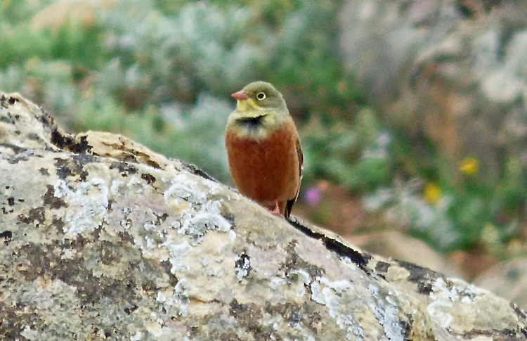 Ortolan Bunting, Iran. April 2017