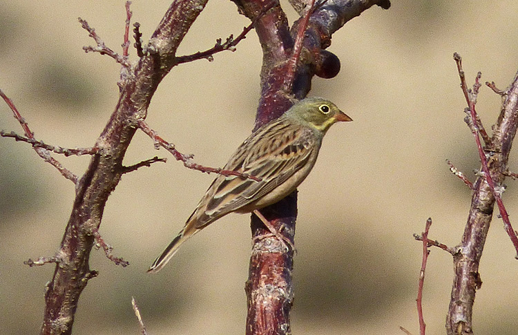Ortolan Bunting, Iran. April 2017