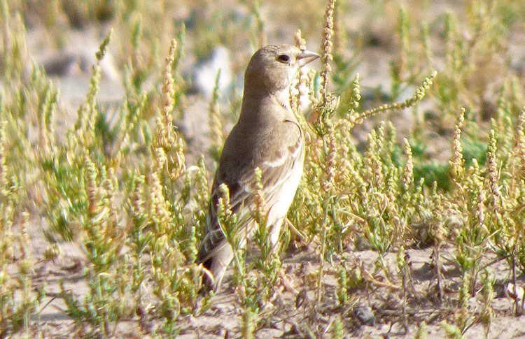 Pale Rockfinch, Iran. April 2017