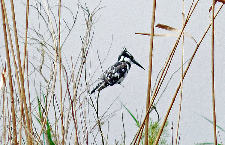 Pied Kingfisher, Iran. April 2017