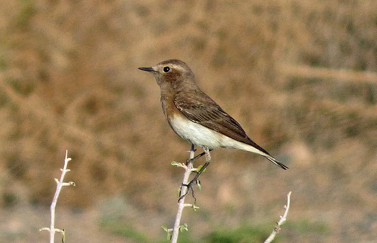Pied Wheatear (F), Iran. April 2017