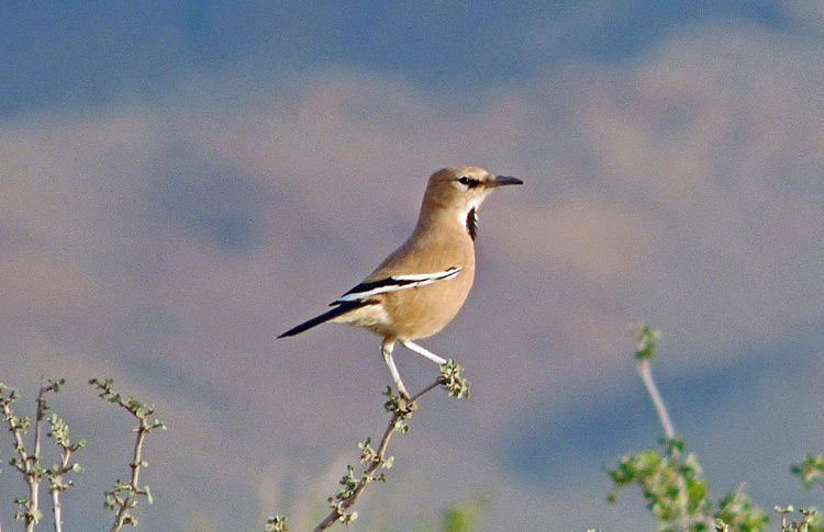 Pleske's Ground-Jay, Iran. April 2017