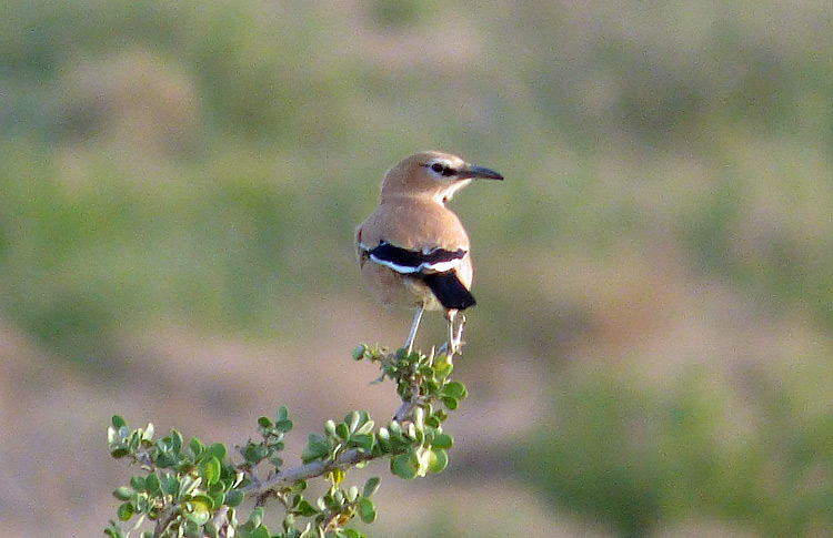 Pleske's Ground-Jay, Iran. April 2017