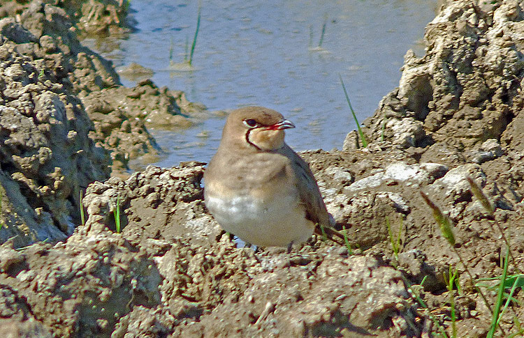 Collared Pratincole, Iran. April 2017