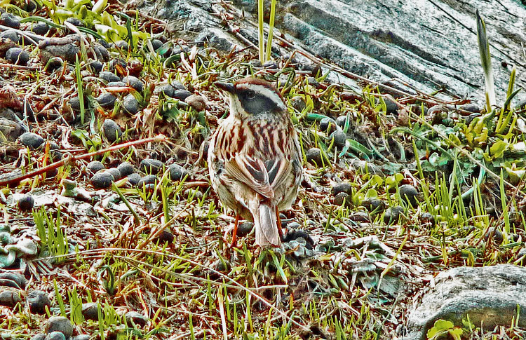 Radde's Accentor, Iran. April 2017