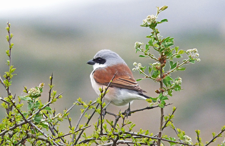 Red-backed Shrike, Iran. April 2017