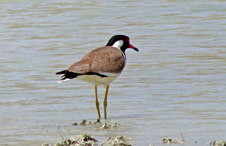 Red-wattled Lapwing, Iran. April 2017