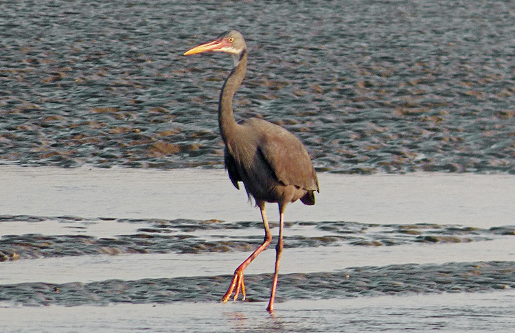 Western Reef Egret, Iran. April 2017