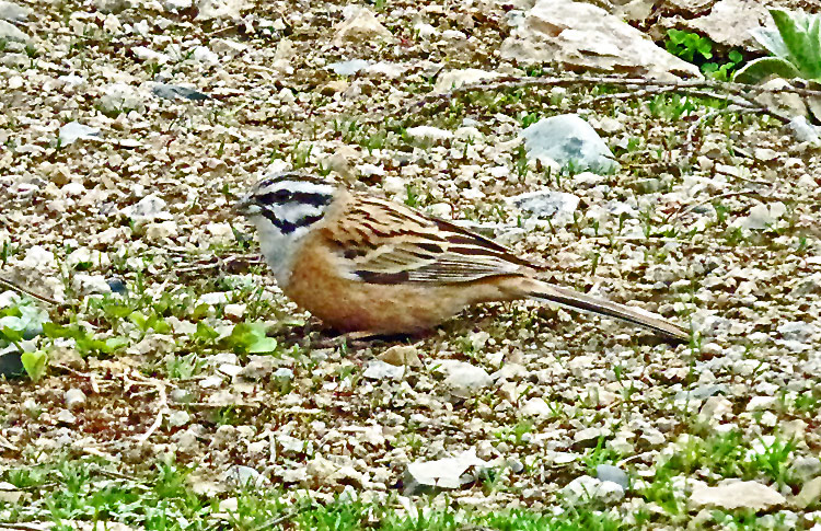 Rock Bunting, Iran. April 2017
