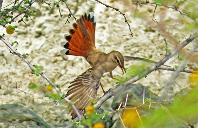 Rufous-tailed Scrub Robin, Iran. April 2017