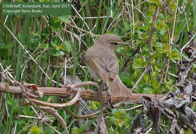 Chiffchaff, probably menzbieri, Elborz Mountains, Iran. Steve Rooke.