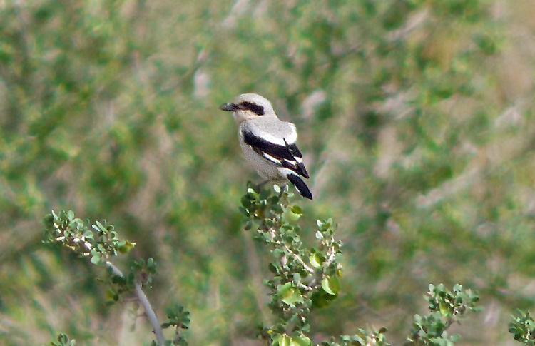 Steppe Grey Shrike, Iran. April 2017
