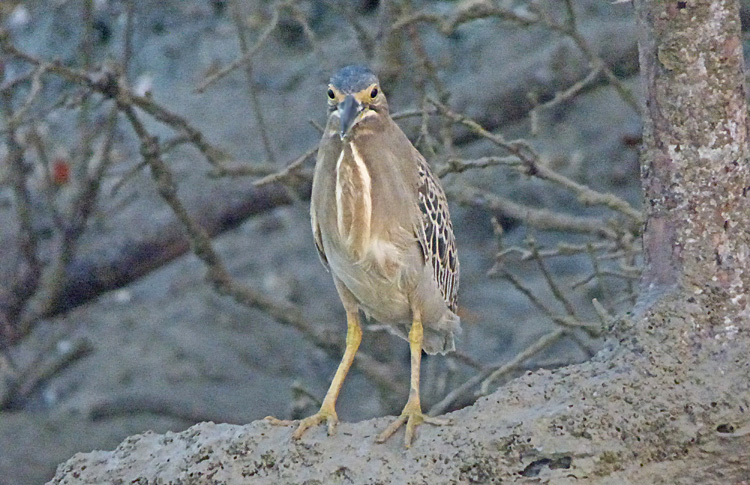 Striated Heron, Iran. April 2017