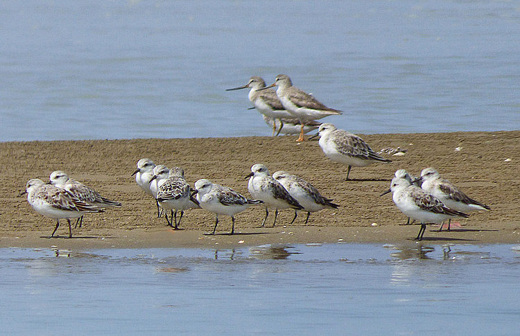 Terek Sandpipers & Sanderlings, Iran. April 2017