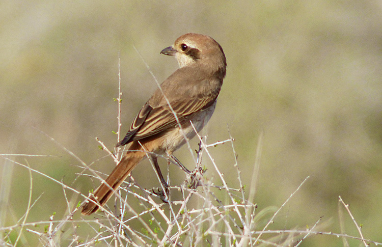 Turkestan Shrike, Iran. April 2017